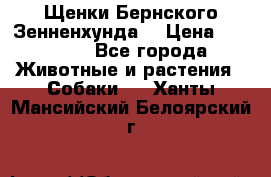 Щенки Бернского Зенненхунда  › Цена ­ 40 000 - Все города Животные и растения » Собаки   . Ханты-Мансийский,Белоярский г.